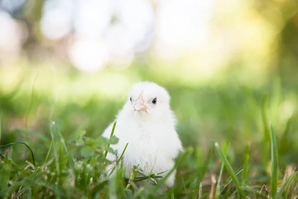 Mignon petit poussin — Photo