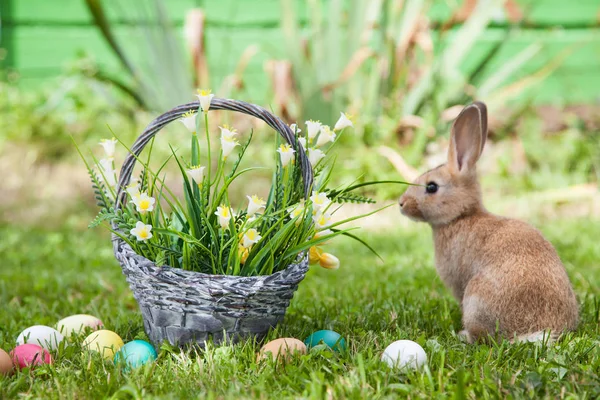Çimlerin üzerinde sevimli bir tavşan
