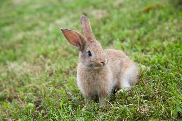 Bunny tavşan çim — Stok fotoğraf