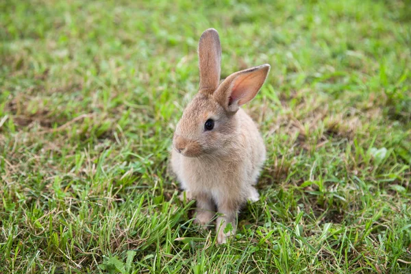 Lapin lapin sur l'herbe — Photo