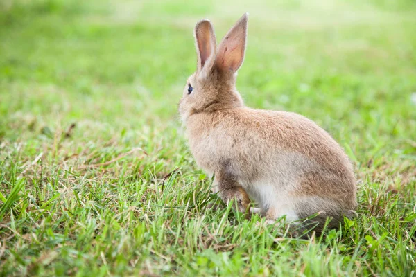 Lapin lapin sur l'herbe — Photo