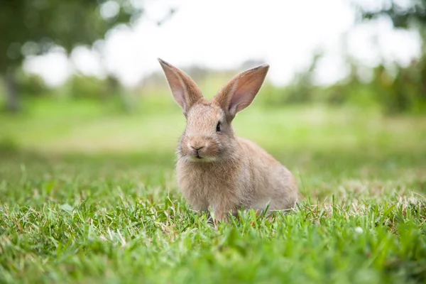 Bunny rabbit on the grass — Stock Photo, Image