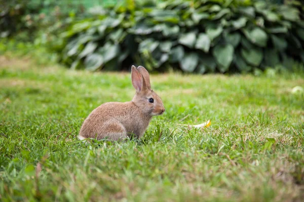 Bunny tavşan çim — Stok fotoğraf