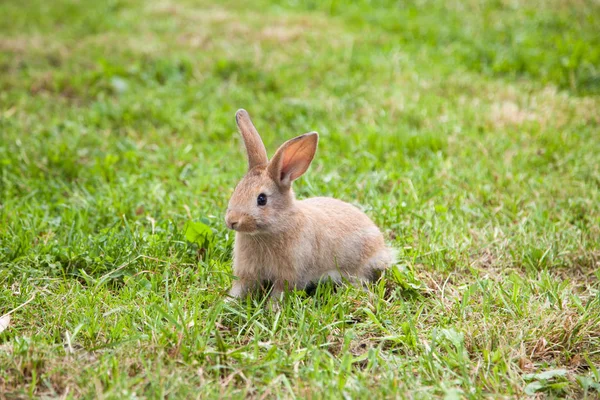 Kaninchen auf dem Gras — Stockfoto