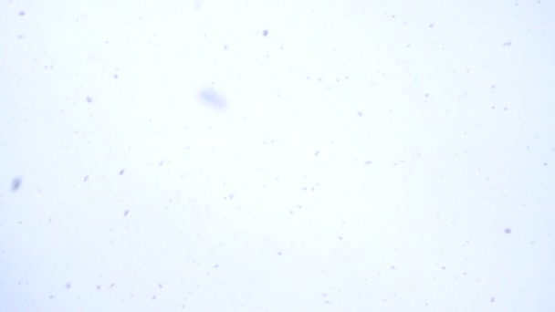 Neige blanche provenant du ciel d'hiver — Video