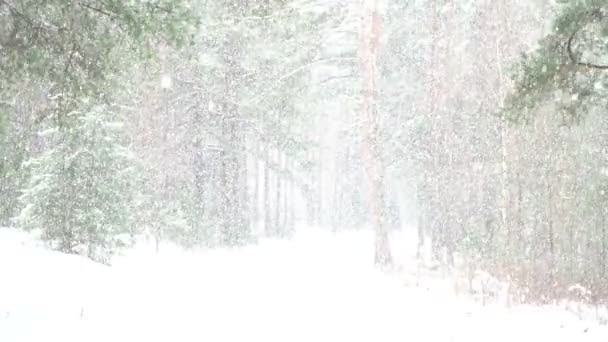 Belo chuveiro de neve na floresta — Vídeo de Stock