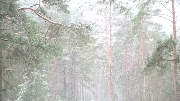 Piękny śnieg prysznic w lesie — Wideo stockowe