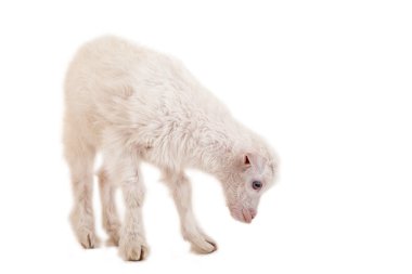 Beyaz bir arka plan üzerinde küçük goatling