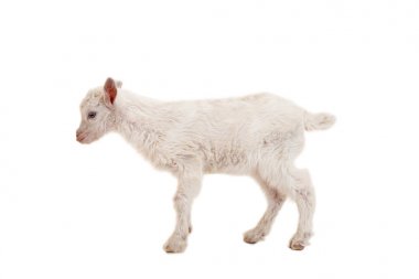 Beyaz bir arka plan üzerinde küçük goatling