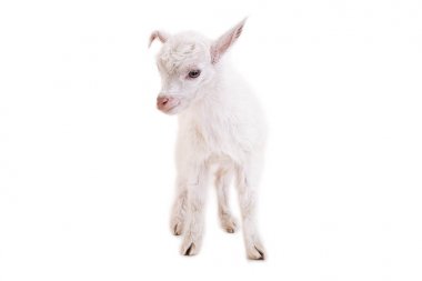 Beyaz bir arka plan üzerinde küçük goatling