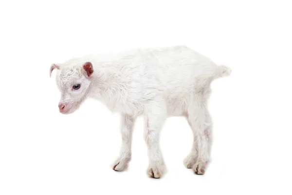 흰색 바탕에 작은 goatling — 스톡 사진