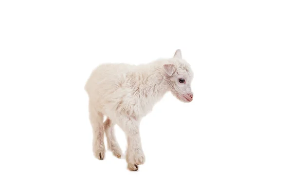 Petite chèvre sur fond blanc — Photo