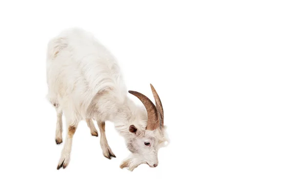 Capra bianca isolata su sfondo bianco . — Foto Stock