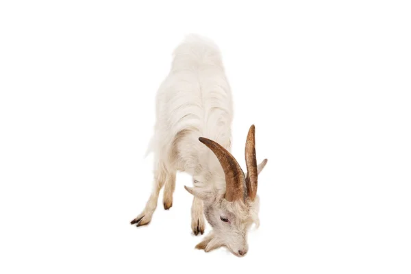 White goat isolated on white background. — Stock Photo, Image