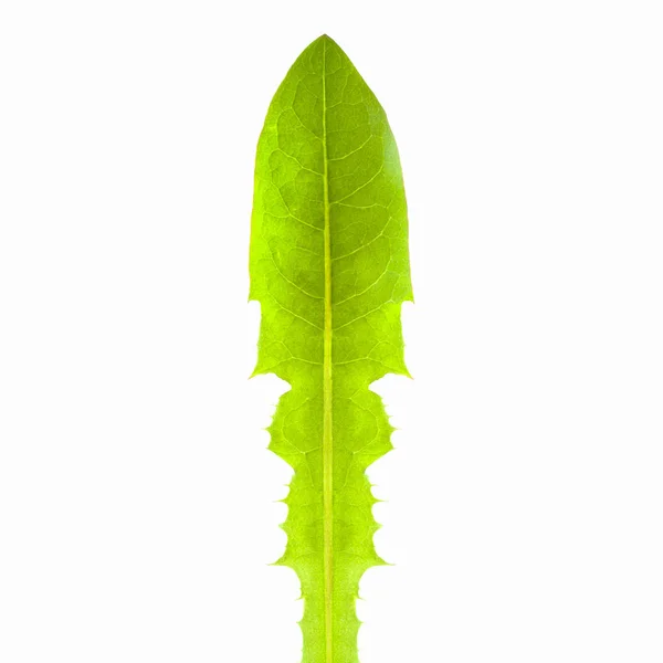 Dandelion leaf on a white background. — Stock Photo, Image