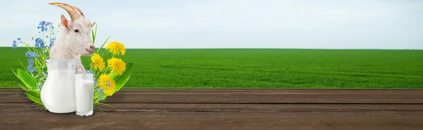 Milk and sunny spring field