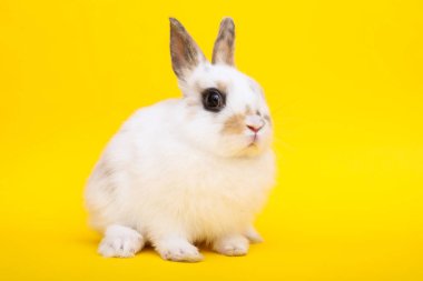 Sarı zemin üzerine küçük tavşan