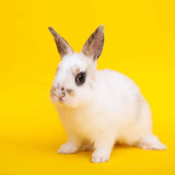 Маленький кролик на желтом фоне — стоковое фото