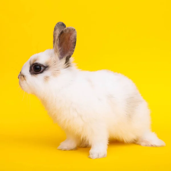 Pequeno coelho no fundo amarelo — Fotografia de Stock