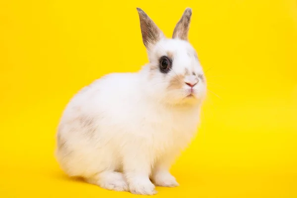 Piccolo coniglio sullo sfondo giallo — Foto Stock