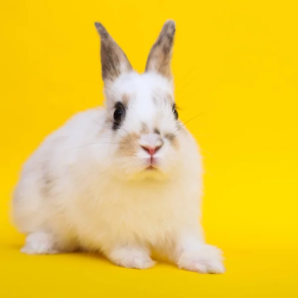 Kleines Kaninchen auf gelbem Hintergrund — Stockfoto