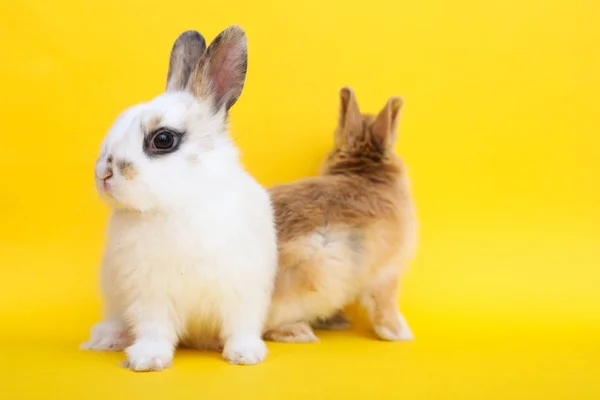 Kleine konijn op de gele achtergrond — Stockfoto