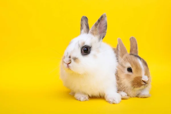 Sarı zemin üzerine küçük tavşan — Stok fotoğraf