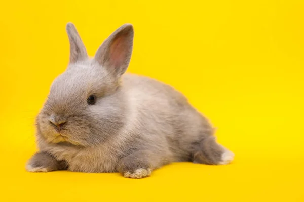 Piccolo coniglio sullo sfondo giallo — Foto Stock