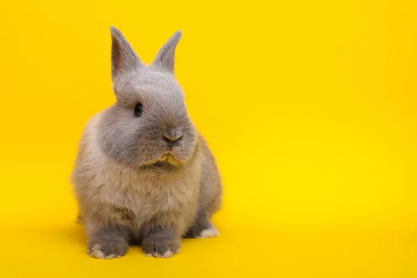 Pequeno coelho no fundo amarelo — Fotografia de Stock