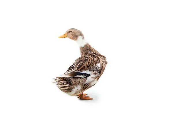 Pato sobre el fondo blanco — Foto de Stock