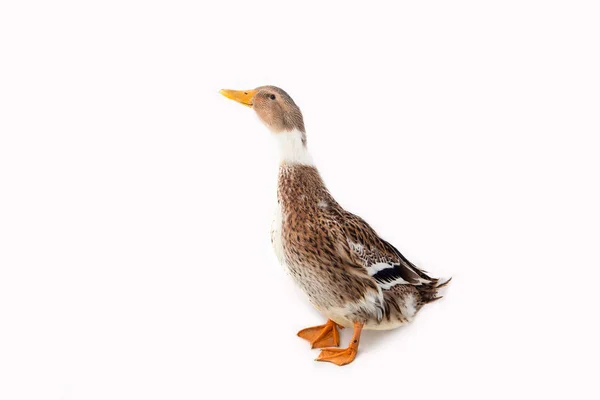 Ente auf weißem Hintergrund — Stockfoto