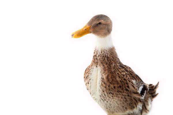 Beyaz arkaplanda ördek — Stok fotoğraf