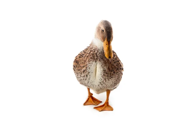 Duck on the white background — Stock Photo, Image