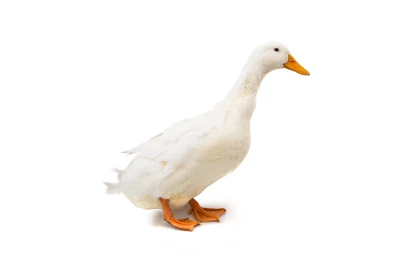 Duck on the white background — Stock Photo, Image