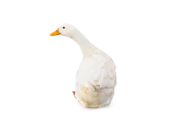 Duck on the white background — Stock Photo, Image