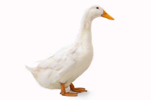 Pato no fundo branco — Fotografia de Stock