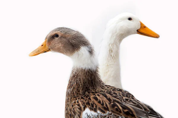 Ente auf weißem Hintergrund — Stockfoto