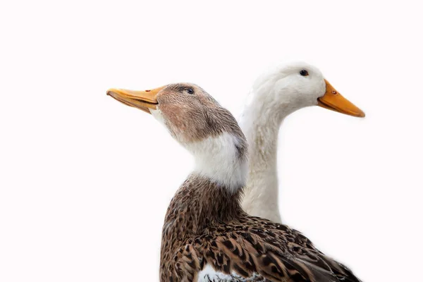 Ente auf weißem Hintergrund — Stockfoto