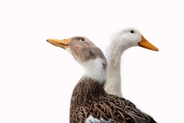 Duck on the white background — Stock Photo, Image