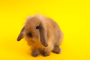 Renk arka plan üzerinde tavşan