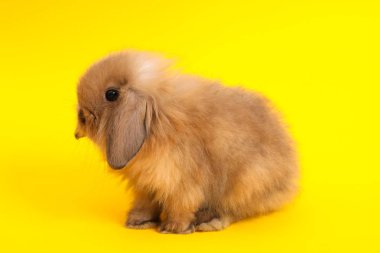 Renk arka plan üzerinde tavşan