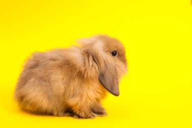 Renk arka plan üzerinde tavşan