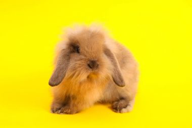 Renk arka plan üzerinde tavşan