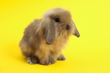 Renk arka plan üzerinde tavşan