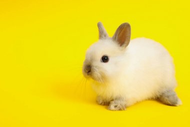 Renk arka plan üzerinde tavşan