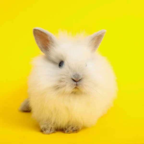Renk arka plan üzerinde tavşan — Stok fotoğraf