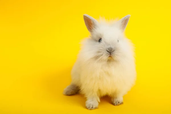 兔子在颜色背景 — 图库照片