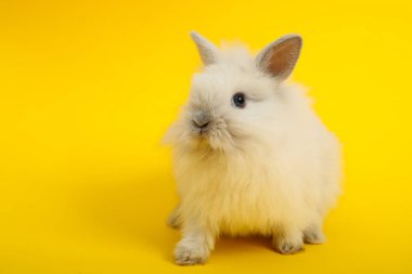 Renk arka plan üzerinde tavşan