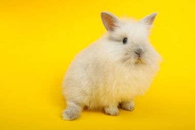 Renk arka plan üzerinde tavşan