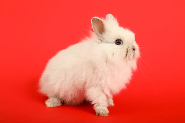 Кролик на кольоровому фоні — стокове фото